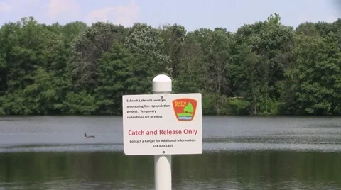 Catch and release only sign overlooking lake trees goose Video stock 40549703