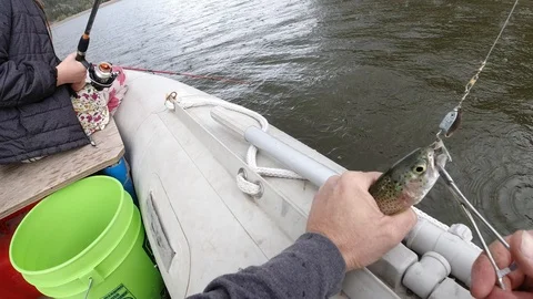 Catch and release rainbow trout at the lake on a rainy day. Video stock 119495976