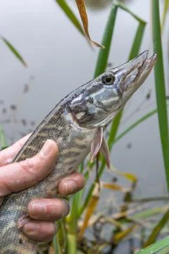 Catch and release. Small Freshwater pike in hand got a freedom.. Stock Photos