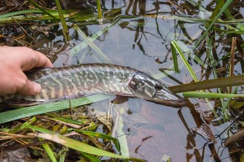 Catch and release. Small Freshwater pike in hand got a freedom.. Stock Photos