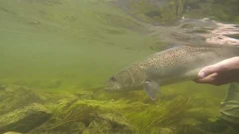 Catch and release of a Taimen Trout after being caught in Mongolia Stock Footage 142197282
