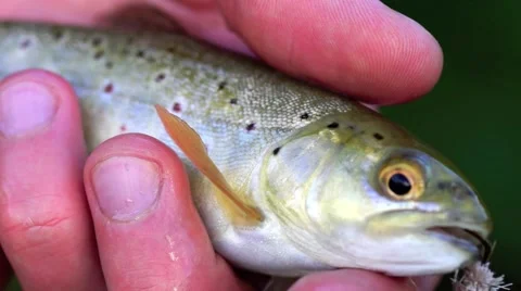 Catch and release trout Stock Footage 57401085