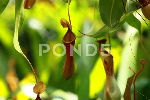 Catch bag of the tropical insectivorous plant, nepenthes Stock Photos
