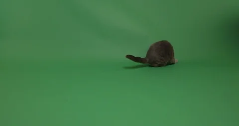 Catch the ball Stock Footage 102966700