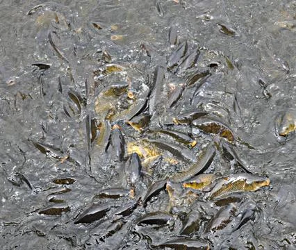 Catch carp Stock Photos