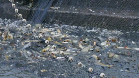 Catch the Carp at the Pond Stock Footage 99620960