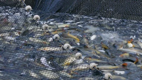 Catch the Carp at the Pond Stock Footage 99634485