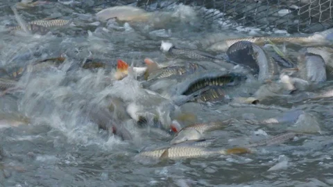 Catch the Carp at the Pond Stock Footage 99637345