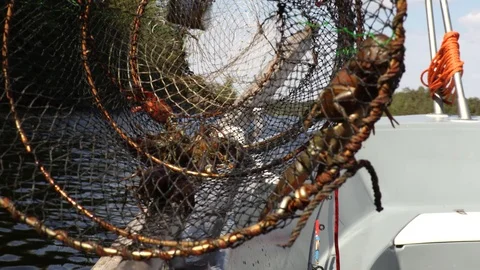 Catch crayfish Stock Footage 94083206