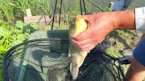 Catch of crucian carp Stock Footage 248327507