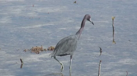 Catch of a day 스톡 동영상 7602085