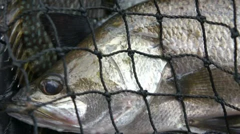 Catch of the day Video stock 10876406