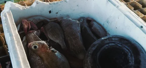 Catch of the day  Stock Footage 124296154