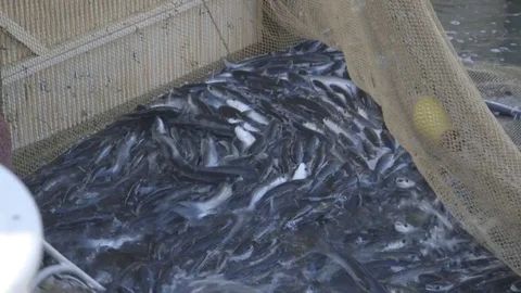 Catch of the day in the network Stock Footage 71371042