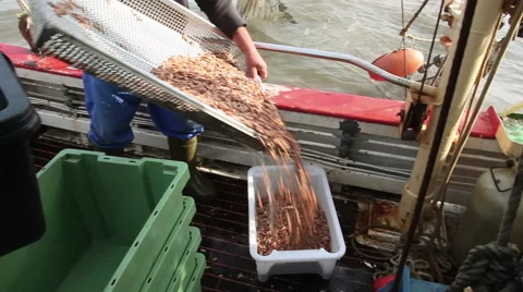 The catch of the day on a shrimp boat Stock Footage 61815689