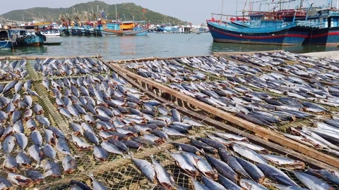 Catch dried fish pier bay ships traditional production Authentic tourism Dolly  Video stock 107041931
