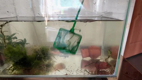 Catch fish in the aquarium with a net Stock Footage 298252676