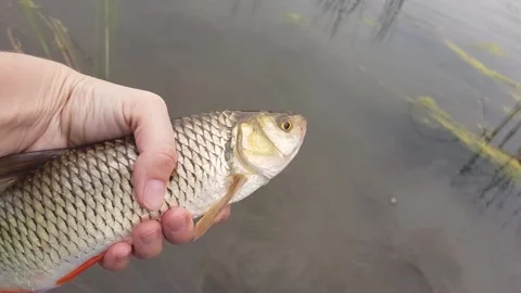 Catch of fish. close-up. fish in hand Stock Footage 200702518