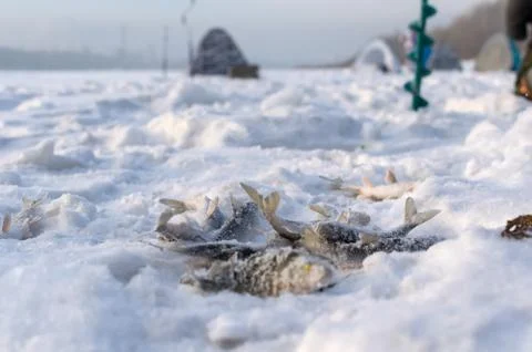 Catch fish close up on the ice of the river Stock Photos