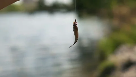 Catch. Fish on the hook Stock Footage 90089807