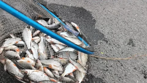 Catch of fish in a large net at a local market near the river in early morning h Stock Footage 333440890