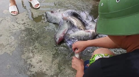 Catch fish with the net Stock Footage 67317212