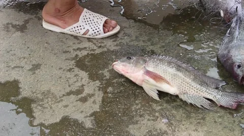 Catch fish with the net Stock Footage 67317355