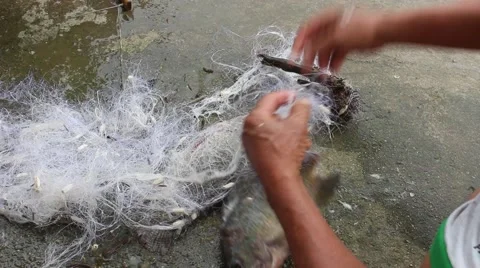 Catch fish with the net Stock Footage 67317399