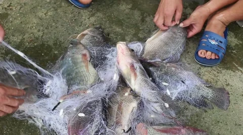 Catch fish with the net Stock Footage 67317646