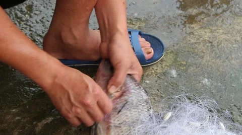 Catch fish with the net Stock Footage 67318073