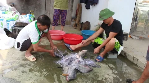 Catch fish with the net Stock Footage 67319704