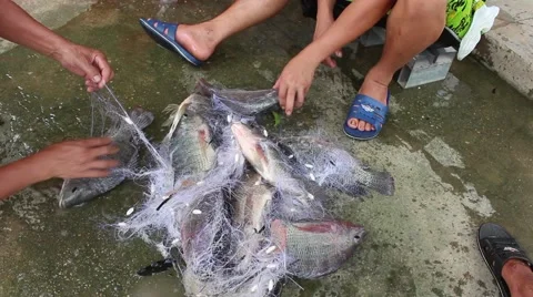 Catch fish with the net Stock Footage 67320438
