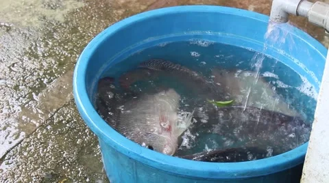 Catch fish with the net Stock Footage 67321170