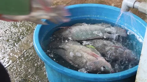 Catch fish with the net Stock Footage 67321239