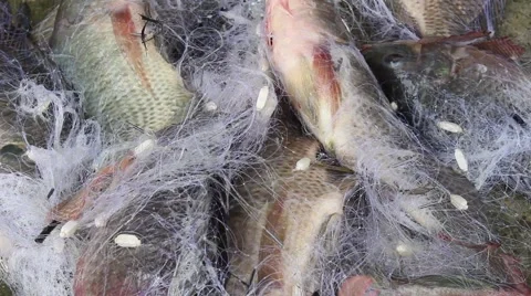 Catch fish with the net Stock-Footage 67321497
