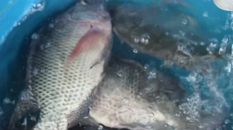 Catch fish with the net Stock-Footage 67321819