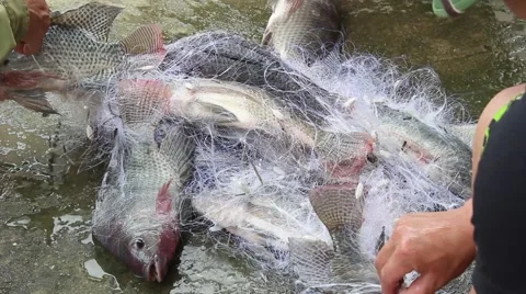 Catch fish with the net Stock Footage 67321845