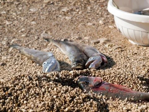 Catch of fish Stock-Fotos