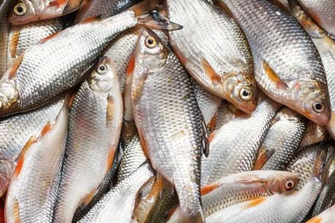 Catch of fish Stock Photos