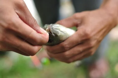 Catch fish Stock-Fotos