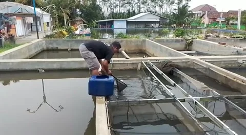 Catch fish in the pool Stock Footage 220723161