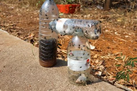 Catch fly Stockfoto's