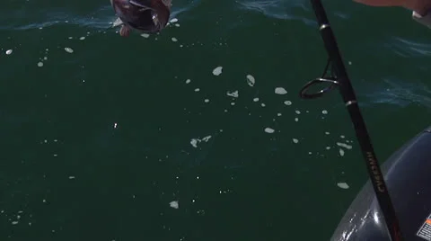 The Catch Stock Footage 24456775