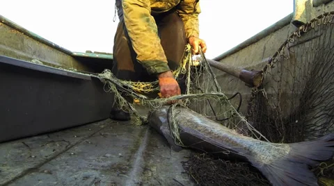 Catch Stock Footage 36549374