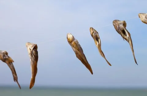 Catch of gobies fish drying on sun Stock-Fotos
