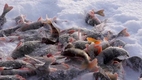 Catch on ice fishing Stock Footage 103294764