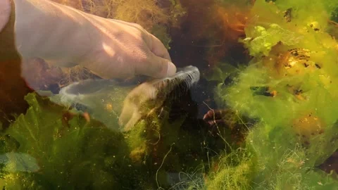 Catch a jellyfish by hand without getting hurt, jellyfish stings. Stock Footage 283917027