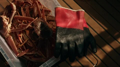 Catch of king crabs sits in large plastic container next to rubber gloves on Stock Footage 327346443