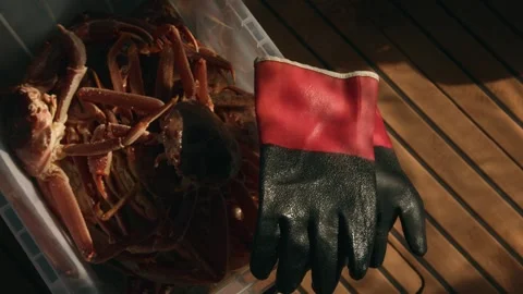 Catch of king crabs sits in large plastic container next to rubber gloves on Stock-Footage 327610957