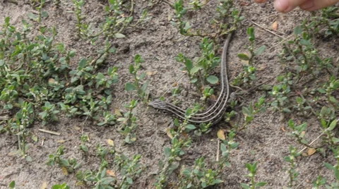 Catch Lizard 9118 Stock Footage 31429111